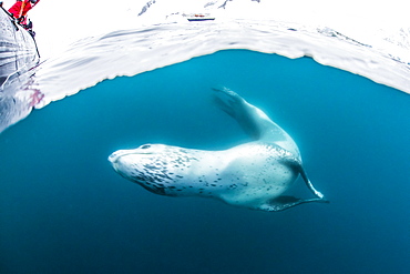 Adult leopard seal (Hydrurga leptonyx) inspecting the camera above and below water at Damoy Point, Antarctica, Polar Regions