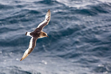 Adult Antarctic petrel (Thalassoica antarctica) in flight in the Drake Passage, Antarctica, Polar Regions