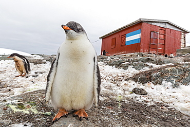 Gentoo penguin chicks (Pygoscelis papua) at Argentine rescue hut, Mikkelsen Harbor, Trinity Island, Antarctica, Polar Regions