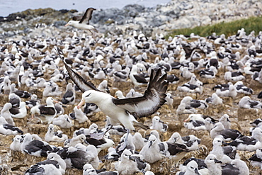 Adult black-browed albatross (Thalassarche melanophris) landing in breeding colony on Steeple Jason Island, Falkland Islands, UK Overseas Protectorate, South America