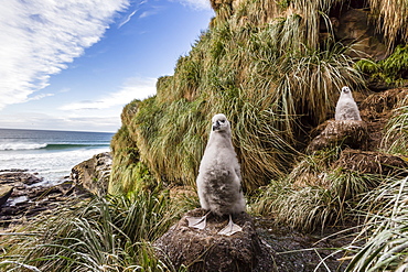 Black-browed albatross (Thalassarche melanophris) chicks in nest on Saunders Island, Falkland Islands, UK Overseas Protectorate, South America