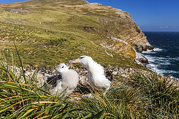 Black-browed albatross (Thalassarche melanophris) adult and chick on West Point Island, Falkland Islands, UK Overseas Protectorate, South America