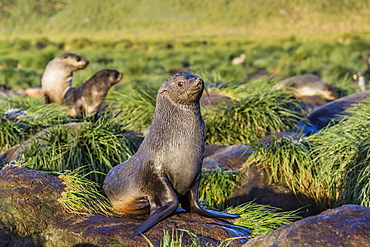 Antarctic fur seal (Arctocephalus gazella) on tussac grass in Gold Harbor, South Georgia, UK Overseas Protectorate, Polar Regions