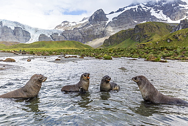 Antarctic fur seal pups (Arctocephalus gazella) mock-fighting in Gold Harbor, South Georgia, UK Overseas Protectorate, Polar Regions