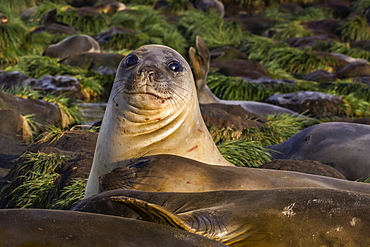 Female southern elephant seal (Mirounga leonina), in Gold Harbor, South Georgia, UK Overseas Protectorate, Polar Regions