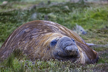 Southern elephant seal bull (Mirounga leonina), in Stromness Harbor, South Georgia, UK Overseas Protectorate, Polar Regions