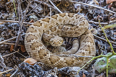 Adult Isla Catalina rattleless rattlesnake (Crotalus catalinensis) in its brown color variation, Isla Santa Catalina, Baja California Sur, Mexico, North America