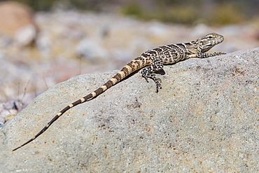 Juvenile Isla San Esteban spiny-tailed iguana (Ctenosaura conspicuosa) basking in the sun on Isla San Esteban, Baja California, Mexico, North America