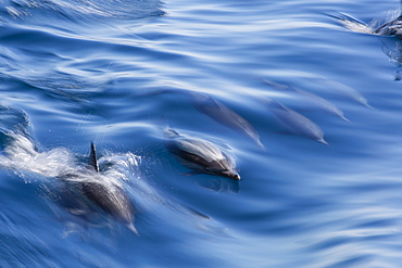 Long-beaked common dolphin (Delphinus capensis), motion blur in ship's wake near Isla Santa Catalina, Baja California Sur, Mexico, North America