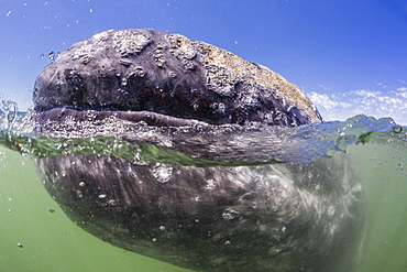 California gray whale (Eschrichtius robustus) approaching Zodiac underwater in Magdalena Bay, Baja California Sur, Mexico, North America