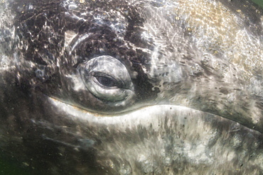 Close up of California gray whale (Eschrichtius robustus) approaching Zodiac underwater in Magdalena Bay, Baja California Sur, Mexico, North America