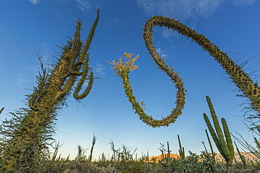 Huge Boojum Tree (Cirio) (Fouquieria columnaris) near Bahia de Los Angeles, Baja California Norte, Mexico,  North America