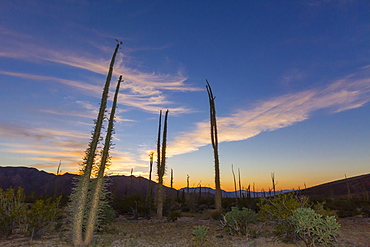 Huge Boojum Trees (Cirio) (Fouquieria columnaris) at sunset, near Bahia de Los Angeles, Baja California Norte, Mexico, North America