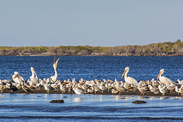 American white pelicans (Pelecanus erythrorhynchos) amongst other shorebirds in Magdalena Bay, Baja California Sur, Mexico, North America