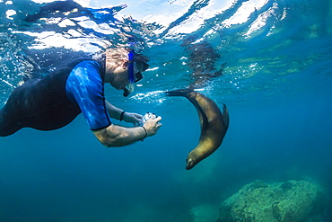 Young California sea lion (Zalophus californianus) with snorkeler underwater at Los Islotes, Baja California Sur, Mexico, North America