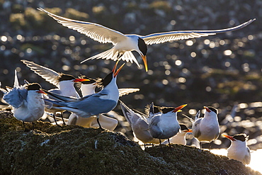 Breeding elegant terns (Thalasseus elegans) return to colony on Isla Rasa, Baja California Norte, Mexico, North America