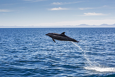 Adult bottlenose dolphin (Tursiops truncatus) leaping in the waters near Isla Danzante, Baja California Sur, Mexico, North America