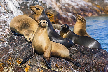 California sea lions (Zalophus californianus) hauled out on Isla Rasita, Baja California Norte, Mexico, North America