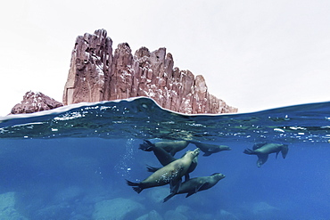 California sea lions (Zalophus californianus) underwater at Los Islotes, Baja California Sur, Mexico, North America