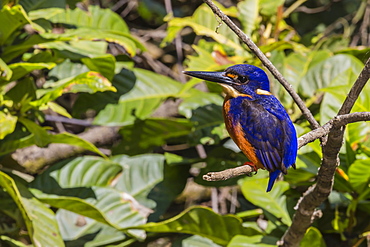 An adult azure kingfisher (Alcedo azurea) on the Daintree River, Daintree rain Forest, Queensland, Australia, Pacific