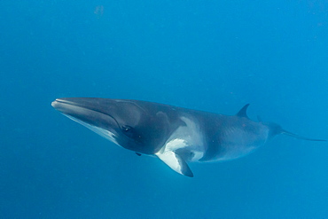 Adult dwarf minke whale (Balaenoptera acutorostrata), near the south end of Ribbon 9 Reef, Great Barrier Reef, Queensland, Australia, Pacific