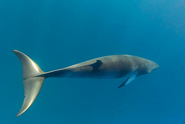 Adult dwarf minke whale (Balaenoptera acutorostrata) near the south end of Ribbon 9 Reef, Great Barrier Reef, Queensland, Australia, Pacific