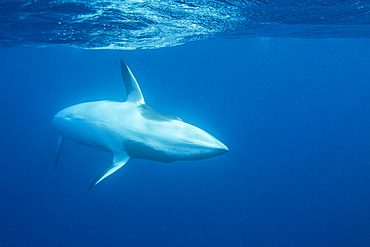 Adult female dwarf minke whale (Balaenoptera acutorostrata) underwater near Ribbon 10 Reef, Great Barrier Reef, Queensland, Australia, Pacific