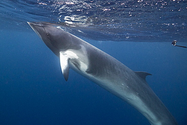 Adult dwarf minke whale (Balaenoptera acutorostrata) underwater near Ribbon 10 Reef, Great Barrier Reef, Queensland, Australia, Pacific