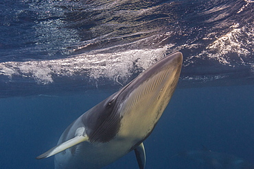 Curious adult dwarf minke whale (Balaenoptera acutorostrata), underwater near Ribbon 10 Reef, Great Barrier Reef, Queensland, Australia, Pacific