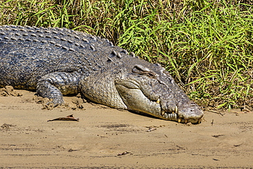 An adult wild saltwater crocodile (Crocodylus porosus), on the banks of the Daintree River, Daintree rain forest, Queensland, Australia, Pacific