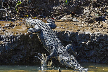 An adult wild saltwater crocodile (Crocodylus porosus) on the banks of the Daintree River, Daintree rain forest, Queensland, Australia, Pacific