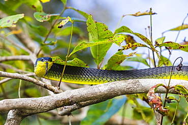 An adult Australian tree snake (Dendrelaphis punctulata), on the banks of the Daintree River, Daintree rain forest, Queensland, Australia, Pacific