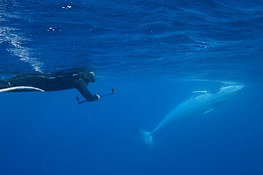 Adult dwarf minke whale (Balaenoptera acutorostrata), underwater with snorkeler near Ribbon 10 Reef, Great Barrier Reef, Queensland, Australia, Pacific