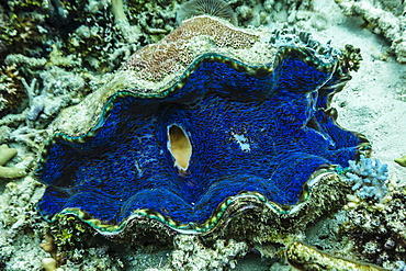 Underwater view of giant clam (Tridacna spp), Pixies Bommie, Great Barrier Reef, Queensland, Australia, Pacific