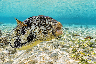 Map puffer (Arothron mappa) feeding on sponges on the house reef on Sebayur Island, Komodo Island National Park, Indonesia, Southeast Asia, Asia