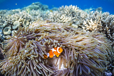 False clown anemonefish (Amphiprion ocellaris), Sebayur Island, Komodo Island National Park, Indonesia, Southeast Asia, Asia