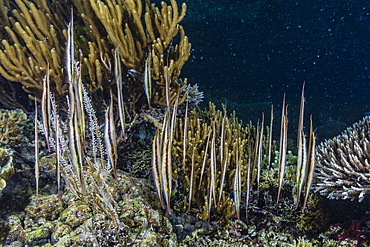 A school of razorfish (Aeoliscus strigatus), head down posture at night on Sebayur Island, Komodo Island National Park, Indonesia, Southeast Asia, Asia