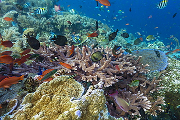 A profusion of coral and reef fish on Batu Bolong, Komodo Island National Park, Indonesia, Southeast Asia, Asia