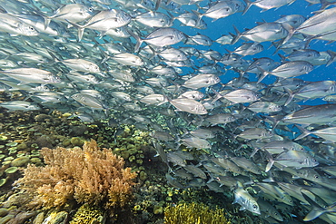 A school of bigeye trevally (Caranx sexfasciatus), Sebayur Island, Komodo Island National Park, Indonesia, Southeast Asia, Asia