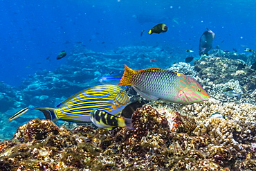 Checkerboard wrasse (Halichoeres hortulanus), Batu Bolong Island, Komodo Island National Park, Indonesia, Southeast Asia, Asia