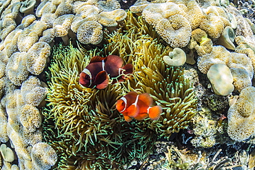 A pair of spinecheek anemonefish (Premnas biaculeatus), Sebayur Island, Komodo Island National Park, Indonesia, Southeast Asia, Asia