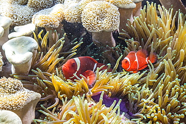 A pair of spinecheek anemonefish (Premnas biaculeatus), Sebayur Island, Komodo Island National Park, Indonesia, Southeast Asia, Asia