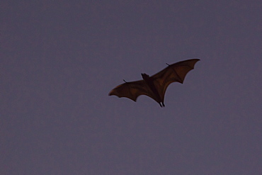 Flying foxes (Pteropus spp), take flight after sunset on Tengah Besar Island, Komodo Island National Park, Indonesia, Southeast Asia, Asia