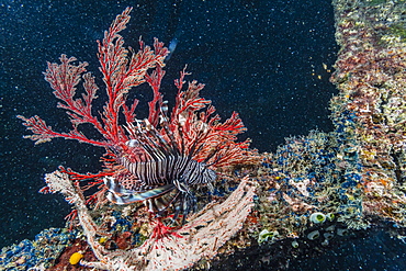 Common lionfish (Pterois volitans) at night near the dock of the Komodo Island Diving Resort, Sebayur Island, Komodo Island National Park, Indonesia, Southeast Asia, Asia