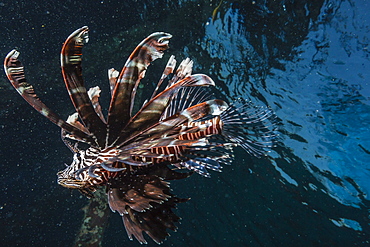 Common lionfish (Pterois volitans) at night near the dock of the Komodo Island Diving Resort, Sebayur Island, Komodo Island National Park, Indonesia, Southeast Asia, Asia