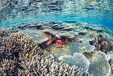 Hard and soft corals and reef fish underwater on Sebayur Island, Komodo Island National Park, Indonesia, Southeast Asia, Asia