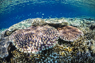 Hard and soft corals and reef fish underwater on Sebayur Island, Komodo Island National Park, Indonesia, Southeast Asia, Asia