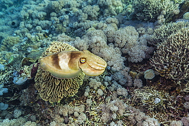 Adult broadclub cuttlefish (Sepia latimanus), Sebayur Island, Komodo Island National Park, Indonesia, Southeast Asia, Asia