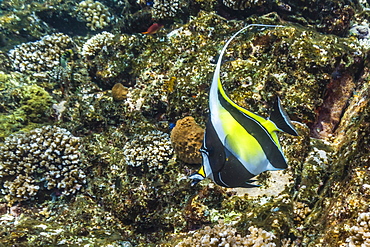 Adult Moorish idol (Zanclus cornutus), Batu Bolong Island, Komodo Island National Park, Indonesia, Southeast Asia, Asia