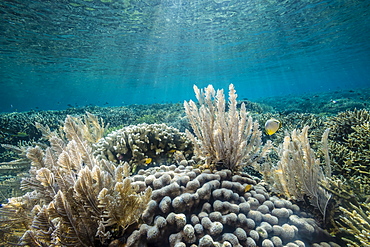 Hard and soft corals and reef fish underwater on Sebayur Island, Komodo Island National Park, Indonesia, Southeast Asia, Asia